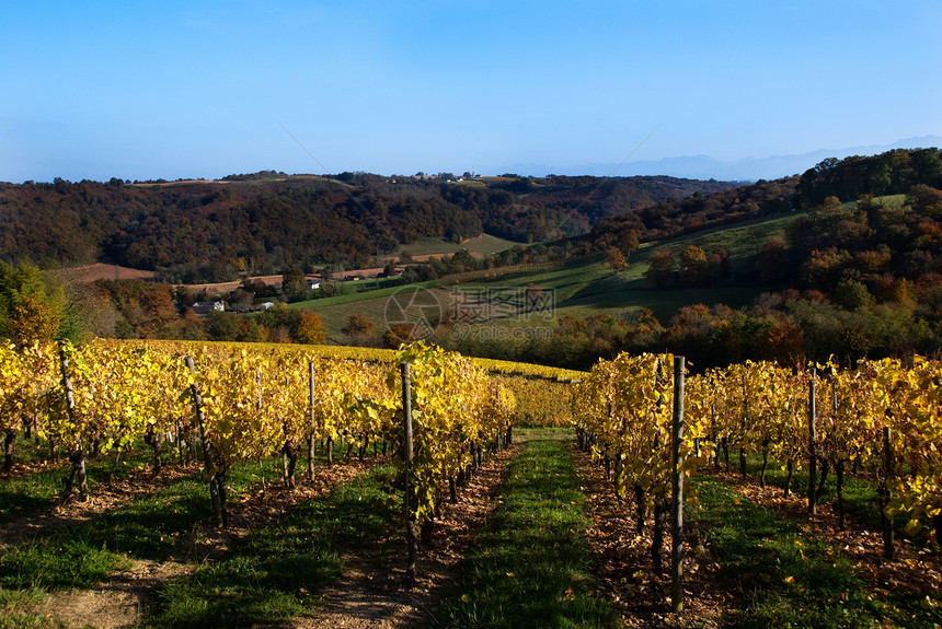 法国西南的葡萄园旅行满生树叶农业栽培场地农场图片