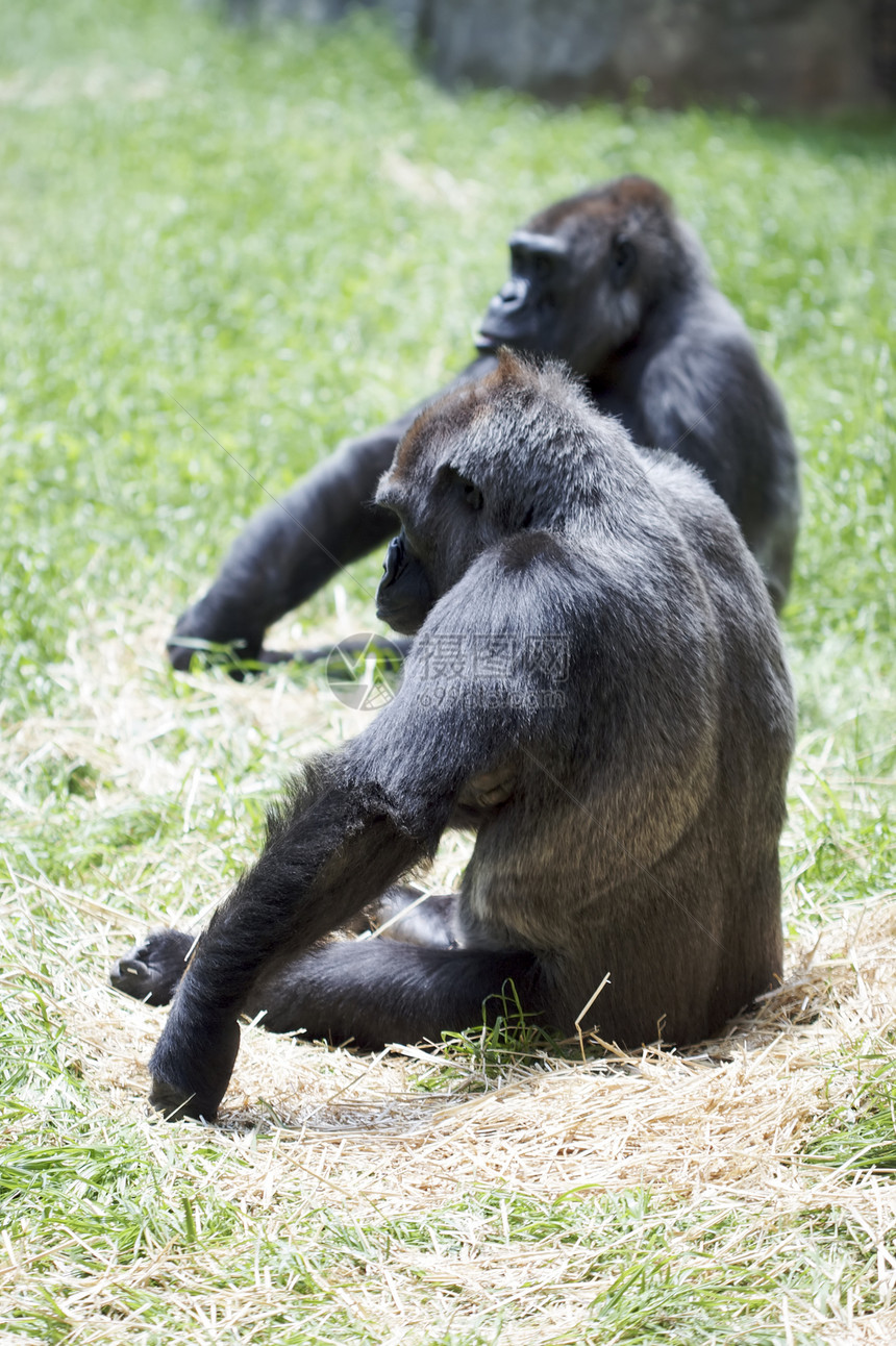 大猩猩动物灰色黑色动物园灵长类毛皮哺乳动物银背图片
