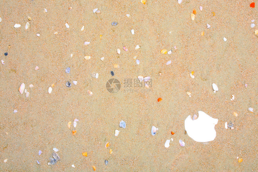 沙地背景上的小彩色贝壳海滩支撑海滨图片