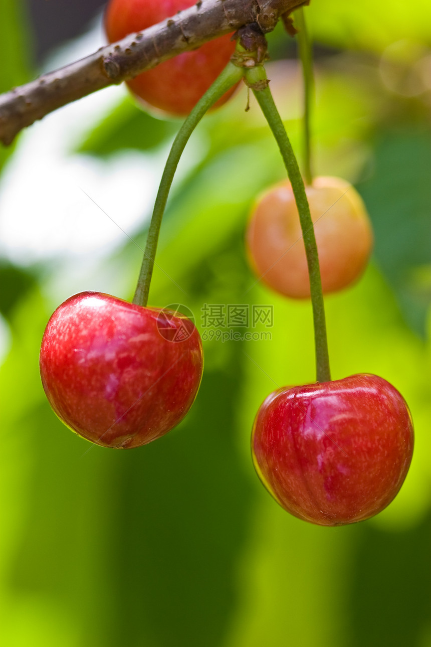 樱桃食物甜点宏观种植水果营养饮食图片