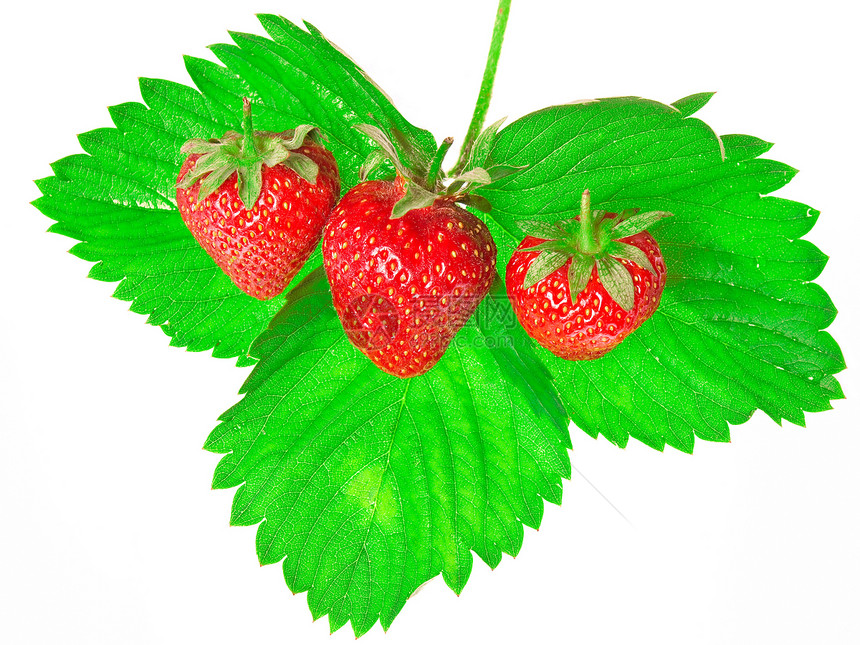 在白色背景中隔离的新鲜和美味鲜嫩草莓收获蔬菜种子甜点浆果茶点叶子饮食农民宏观图片