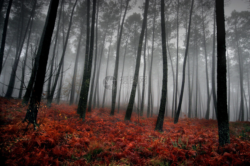 秋季风景场景树木环境分支机构阳光叶子国家季节孤独薄雾图片