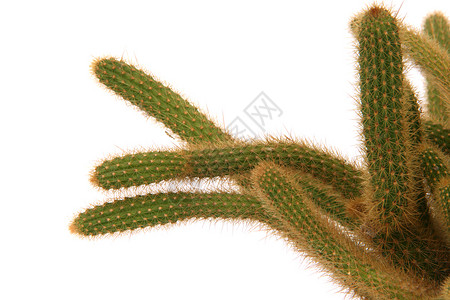 cactus 细节绿色肉质植物树叶花园黄色背景图片