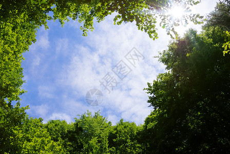 森林框架太阳日光阳光生长气氛树叶植物学天空蓝色边界背景图片