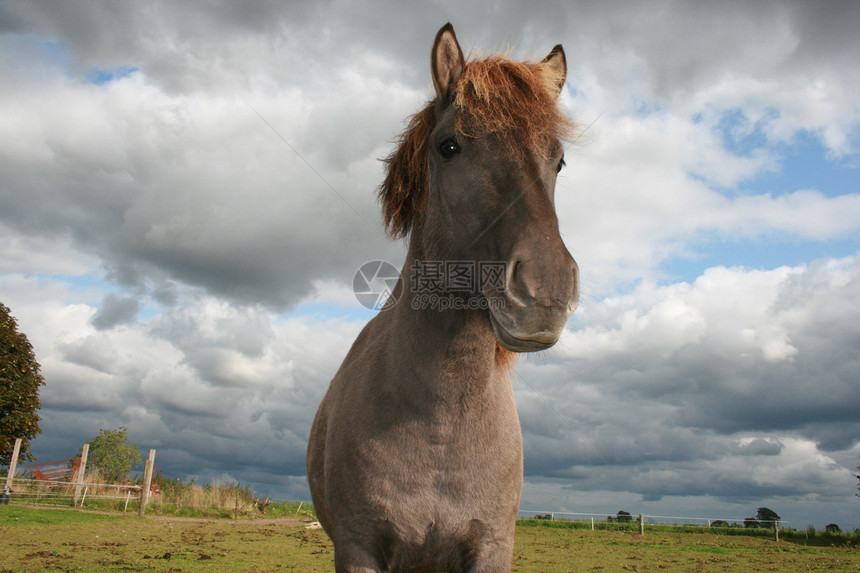 冰岛马旅游蓝色团体旅行马匹图片
