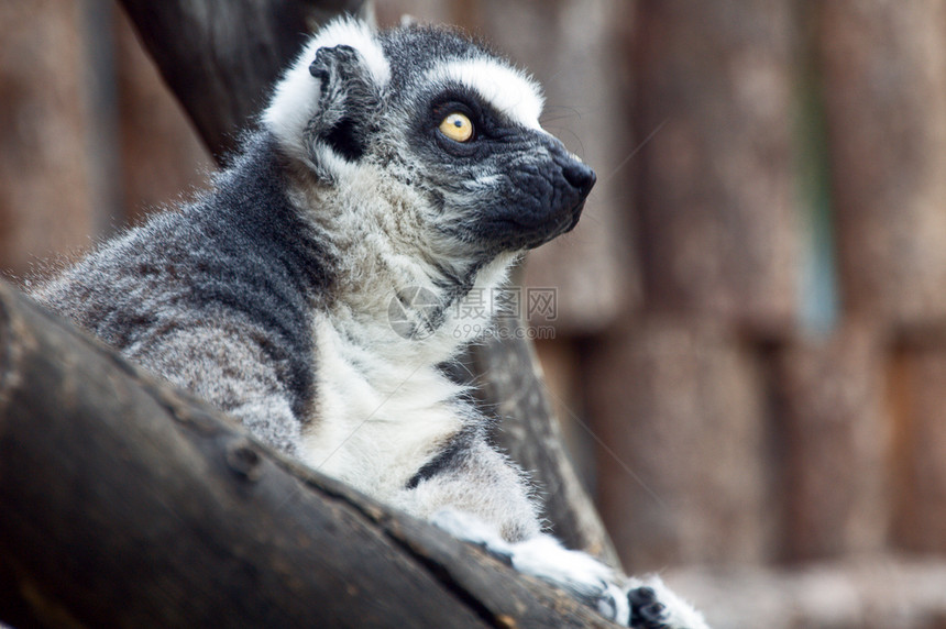狐猴热带环尾灰色濒危灵长类野生动物荒野哺乳动物卡塔动物园图片