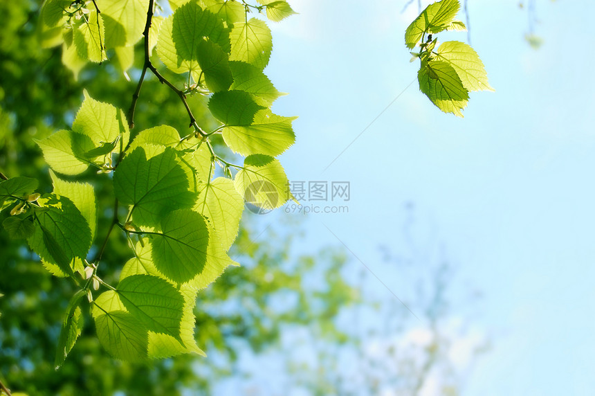 树森林绿色叶子植物学植物分支机构宏观天空树木树叶图片