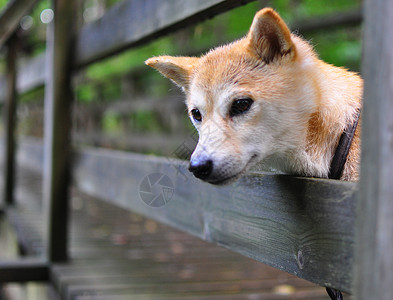 志叶宠物猎犬高清图片