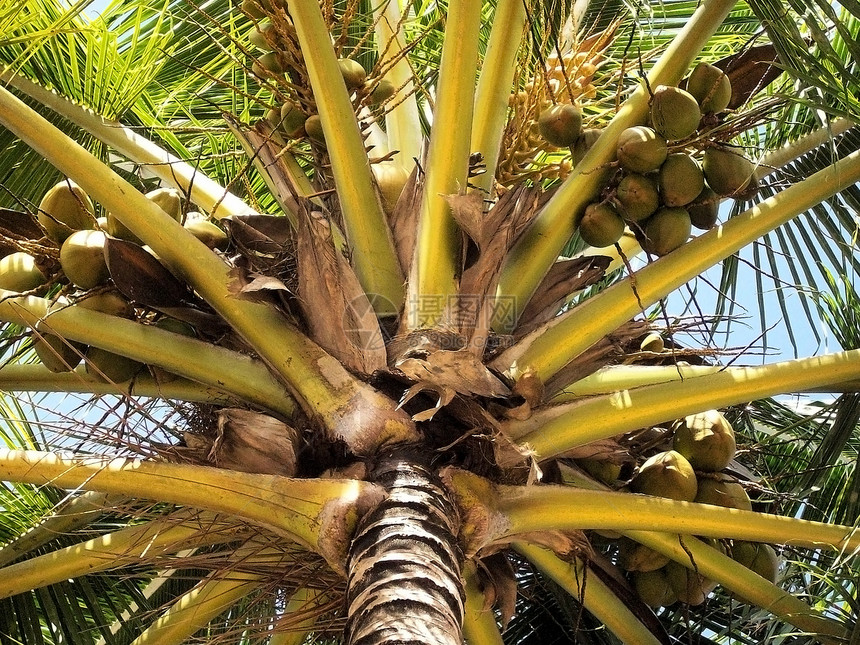 椰子树黄色绿色森林热带椰子棕榈叶子晴天水果图片