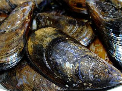 贝壳贻贝厨房美食盘子海鲜黑色海洋贝类餐厅营养背景图片