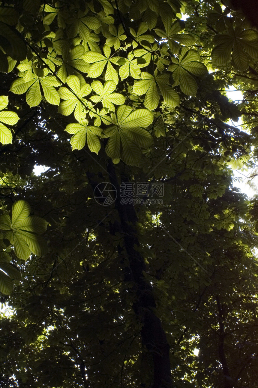 栗栗子季节美丽森林叶子植物学环境树木板栗活力山毛榉图片
