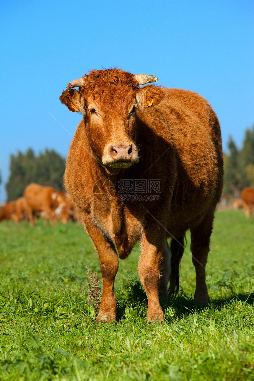 奶牛耳朵好奇心动物牛肉眼睛乐趣场地牧场家畜天空图片