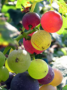 成熟葡萄植物生长藤蔓葡萄园叶子背景图片