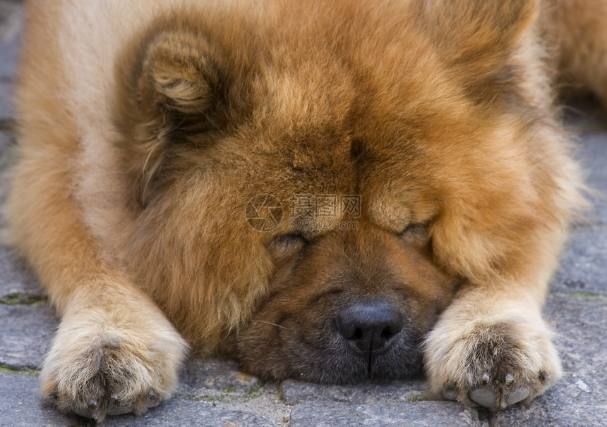 睡在路上犬类棕色食物哺乳动物小狗毛皮宠物动物头发眼睛图片