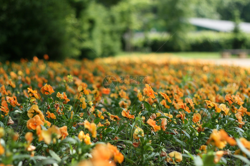 花朵公园植物紫色绿色橙子黄色花园红色生长艺术图片