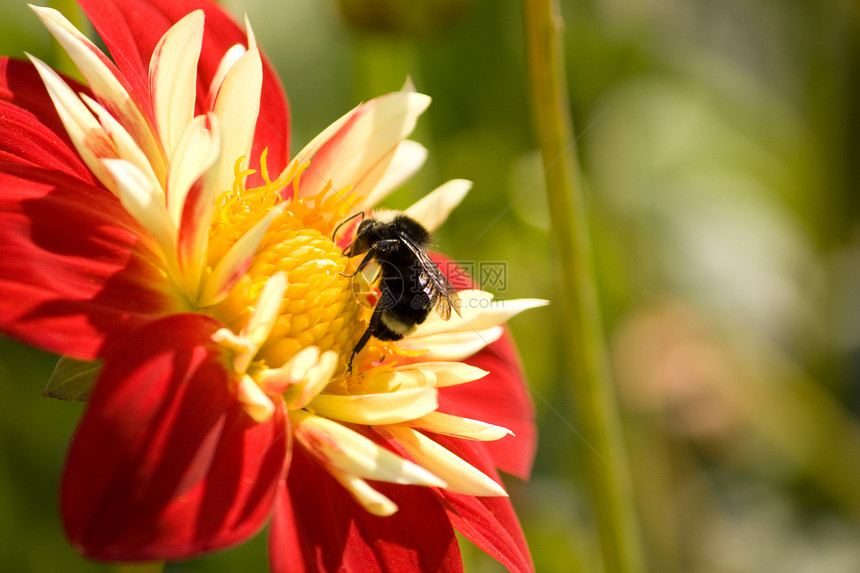 大黄蜂宏黄色昆虫翅膀绿色红色蜜蜂宏观图片