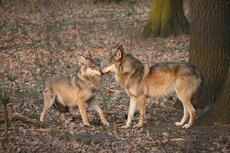 野狼野生动物叶子森林荒野树木动物园动物牙齿毛皮背景图片