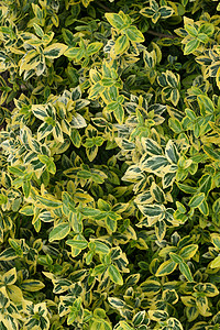 树叶图案艺术绿色植物群黄色背景图片