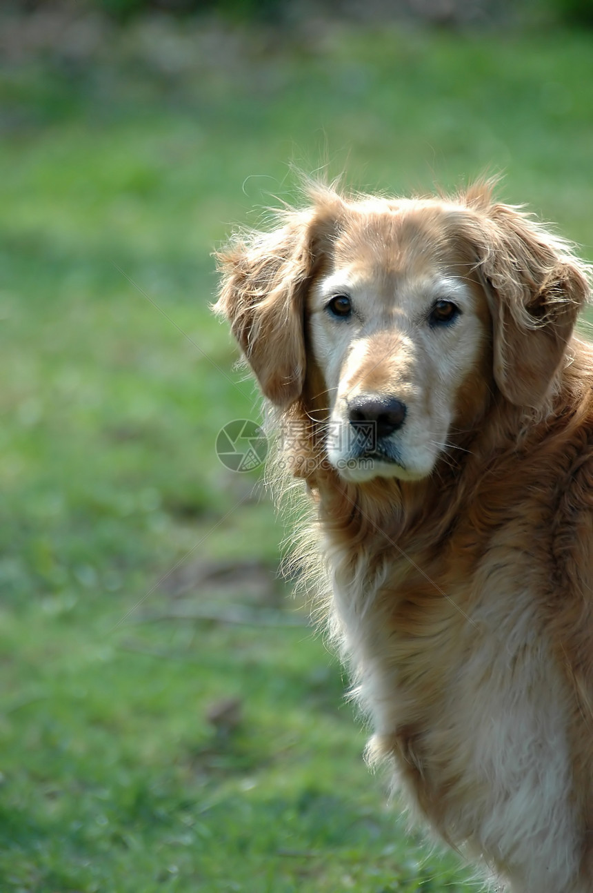 黄金寻金哺乳动物犬类猎犬宠物图片