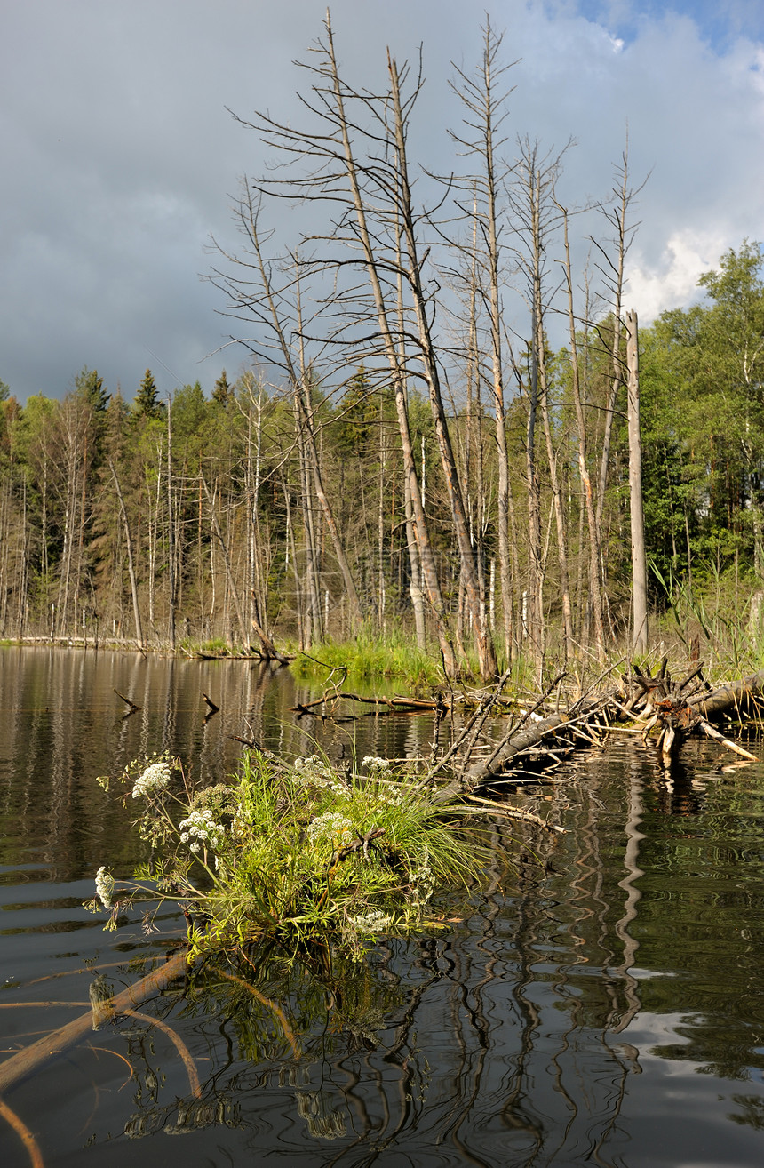 木湖桦木花朵天空绿色障碍反射海岸桤木灰色木头图片