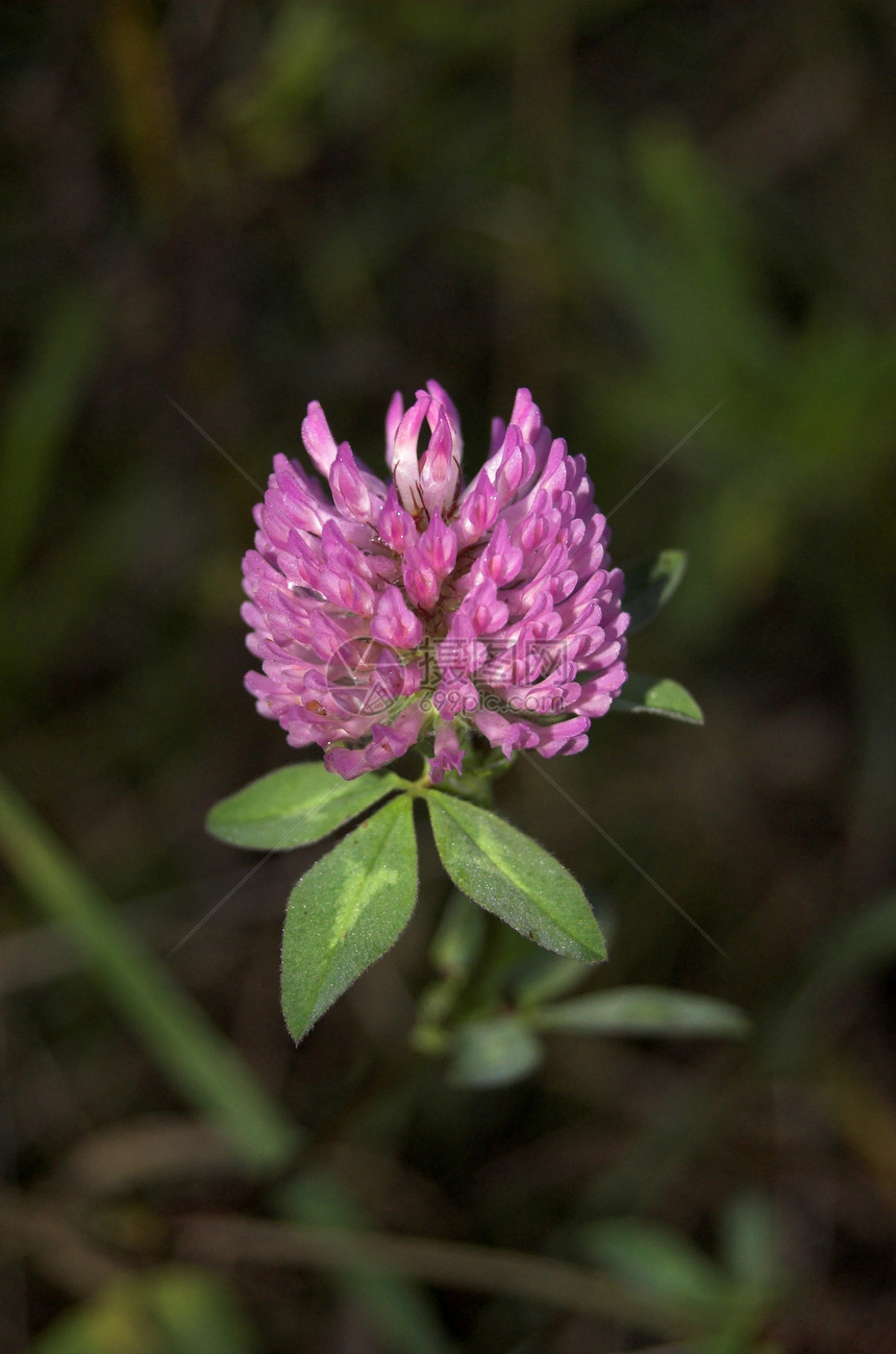 Clover 鲜花特写图片