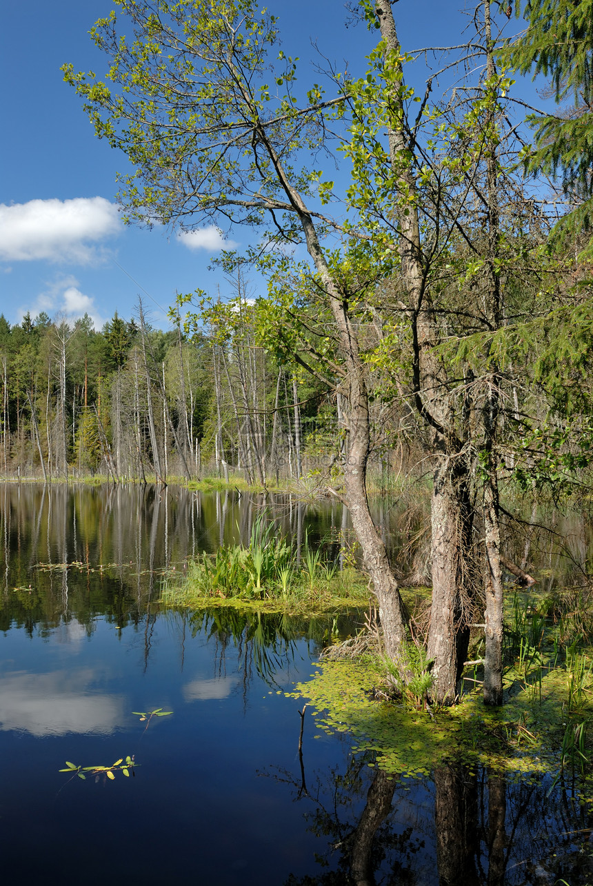 木湖桤木木头蓝色反射树干松树分支机构桦木白色海岸图片