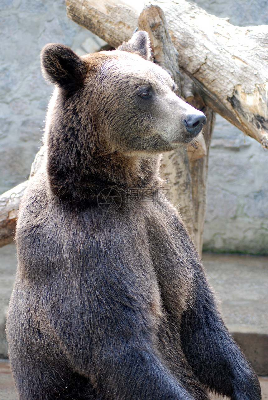 熊毛皮哺乳动物野生动物棕色力量摄影荒野图片