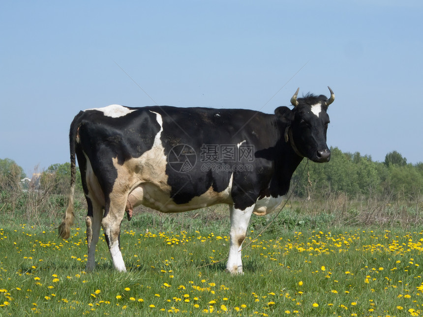 夏日草原上的黑白母牛农业农民太阳动物农田角皮工业农场牛奶图片