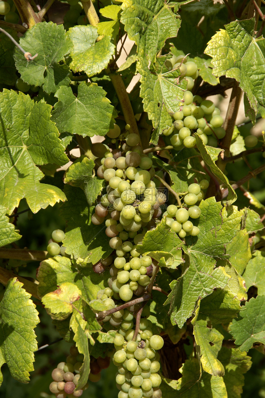 葡萄上白葡萄国家食物藤蔓浆果葡萄属绿色葡萄园水果白色植物学图片