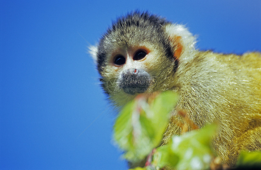 猴子灵长类毛皮天空动物野生动物蓝色图片