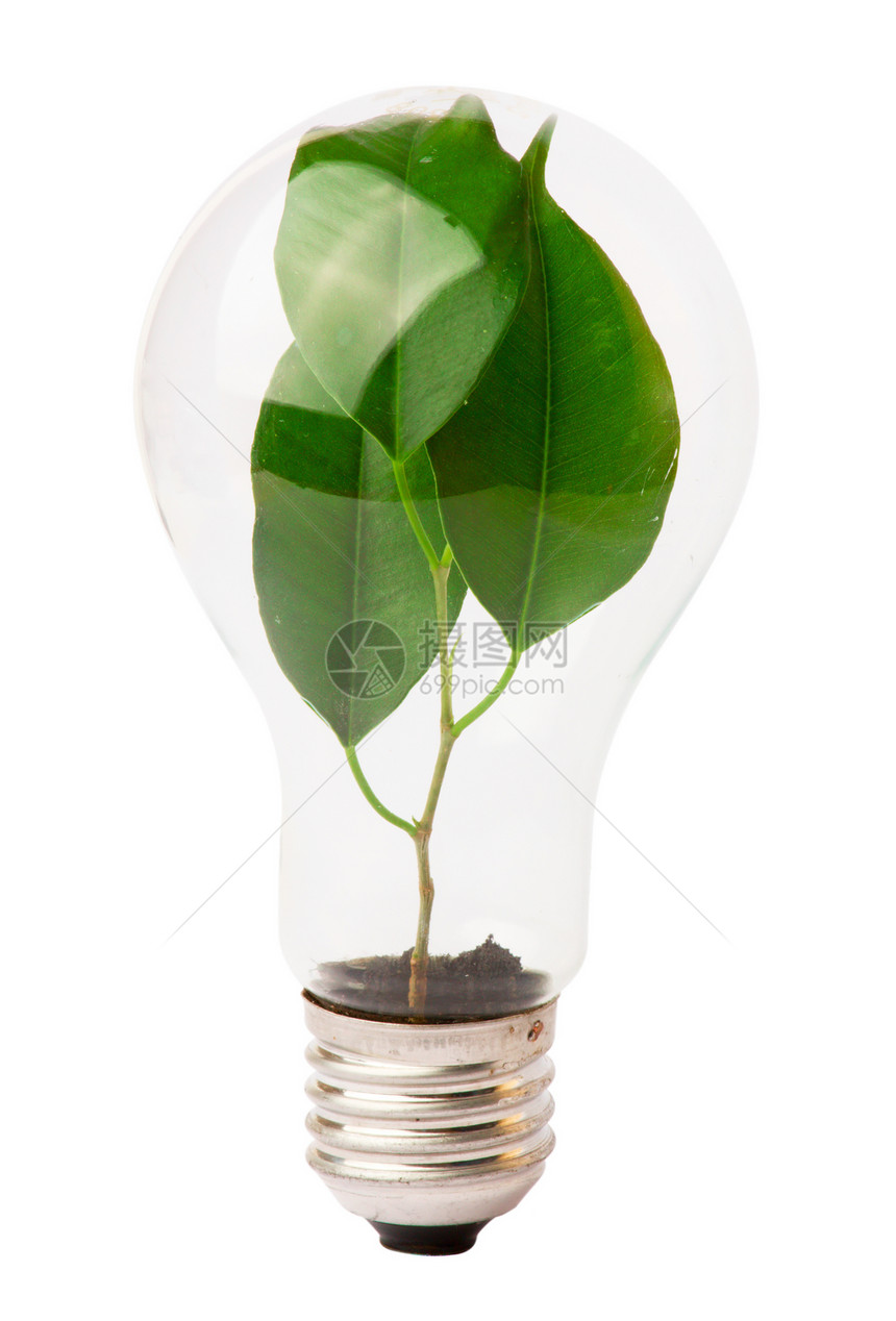 灯泡 里面生长植物概念地球全球发明行星光合作用绿色活力创造力玻璃图片