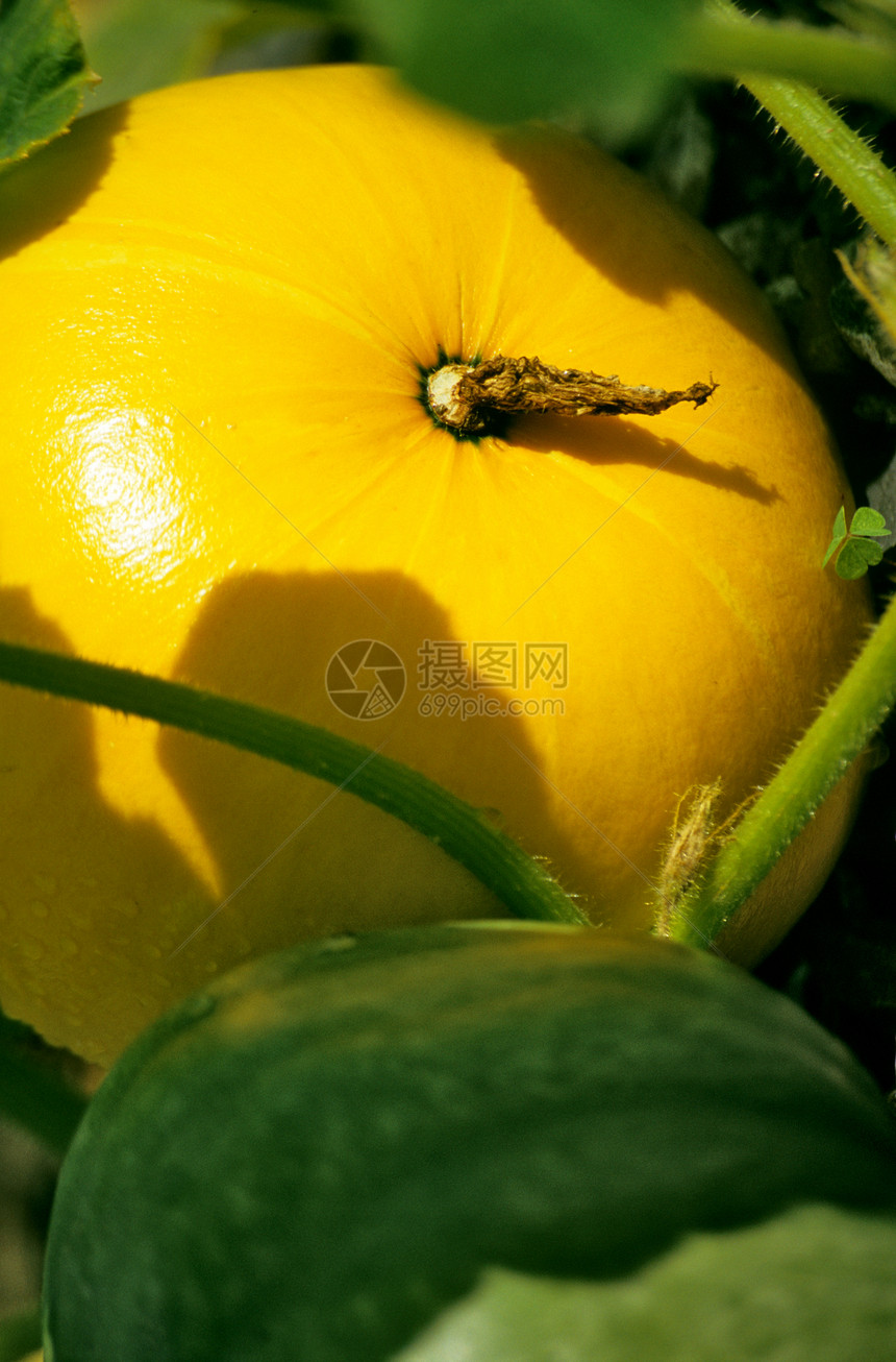 南瓜绿色植物壁球花园黄色叶子南瓜藤蔓食物图片