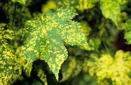 绿叶和黄粉背景图片
