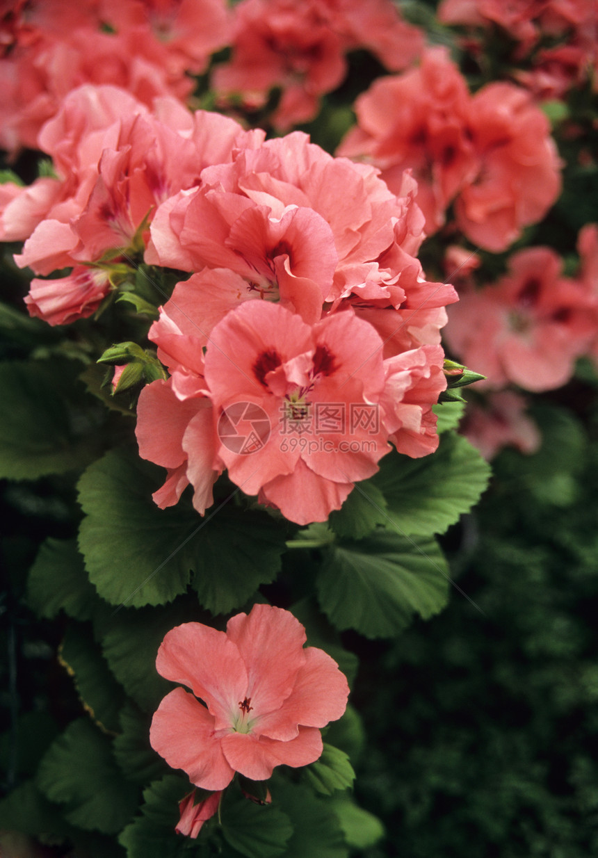天竺葵绿色红色粉色花园温室植物地标皇家园艺图片