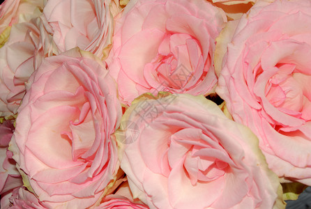 玫瑰花花植物花束红色粉色玫瑰背景图片