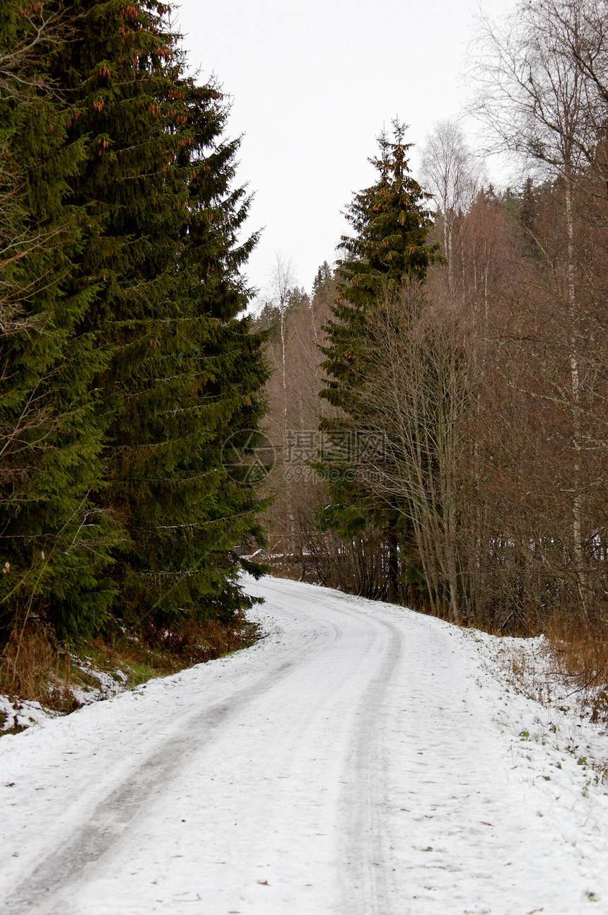 冬季路桦木森林树木图片