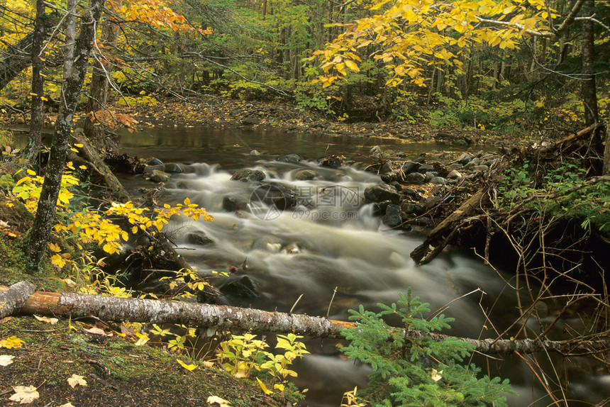秋流植物群国家树木瀑布远足旅游环境高地森林踪迹图片