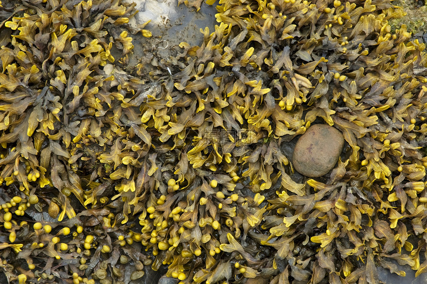 藻类海洋石头植物群图片