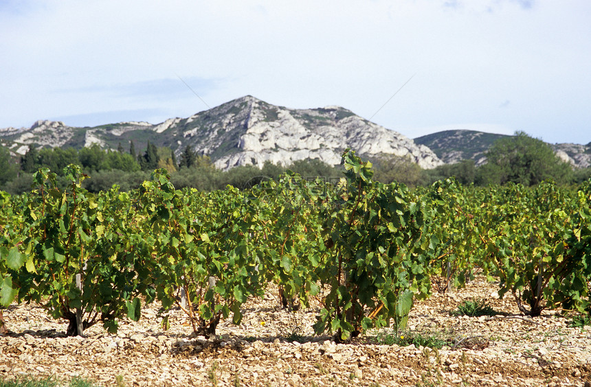 南法国的植物种植看法田园农业栽培岩石风光山脉酒厂庄稼图片