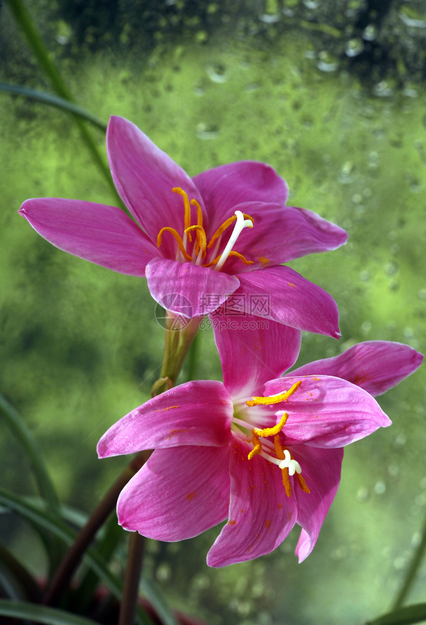 粉花花树干粉色玻璃花瓣紫色绿色宏观植物学图片