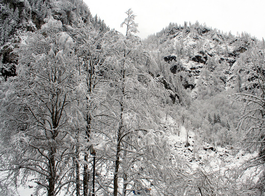 高山雪林图片