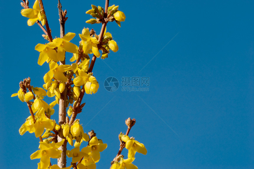 青春中的福塞西亚枝条蓝色衬套天空黄色植物图片
