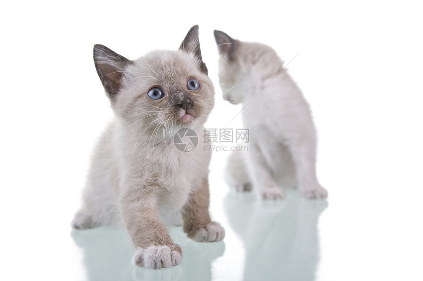 宝宝小猫咪哺乳动物毛皮工作室宠物小猫动物反射猫科爪子胡须图片