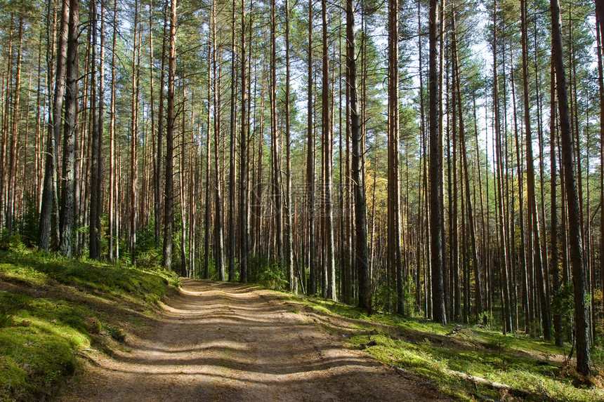 森林道路远足生活木材苔藓旅行车道针叶环境阴影松树图片