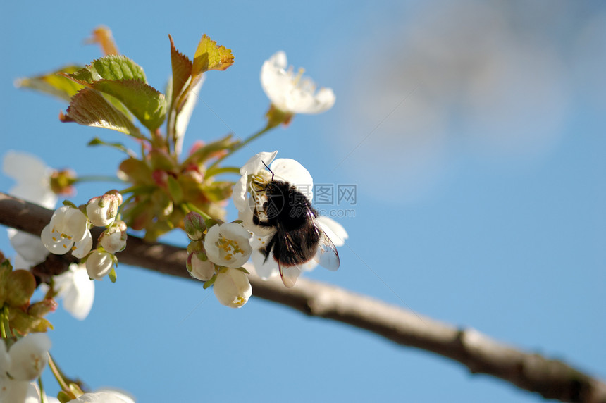 采样纳克塔花蜜花粉蜜蜂植物群翅膀宏观花瓣熊蜂野生动物昆虫图片