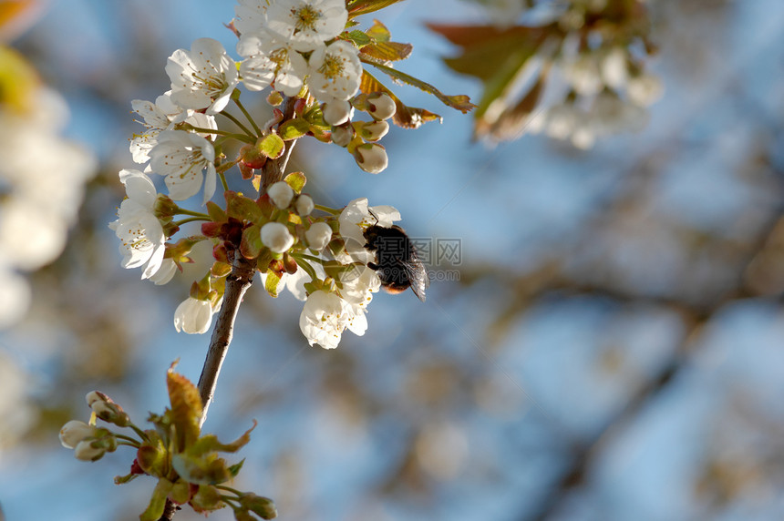 采样纳克塔花瓣漏洞翅膀熊蜂蜜蜂野生动物花粉触角植物群昆虫图片