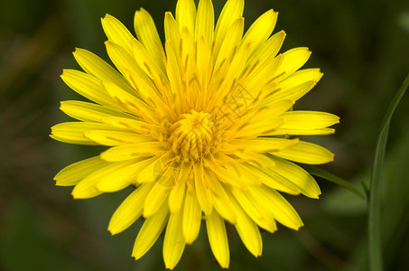 Dandelion 特写花瓣宏观雌蕊鹿角黄色背景图片