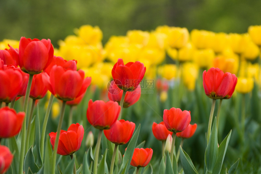 图利页场地红色花园公园植物植物学绿色季节园艺黄色图片