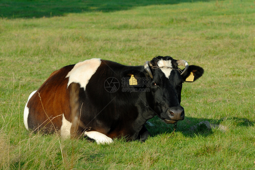 奶牛农业草地哺乳动物国家农田牛肉牛奶乡村牧场绿色图片