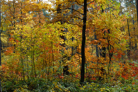 秋落颜色树木橙子棕色小路公园季节背景图片